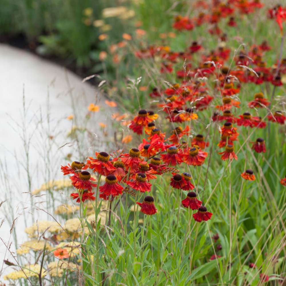 Solbrud 'Moerheim Beauty' (Helenium)